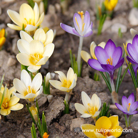 Mixed Botanical Crocus