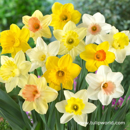 Mixed Daffodils 250 per package