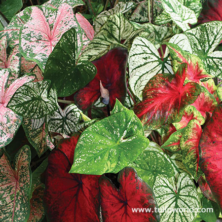 Mixed Fancy Leaf Caladium Value Pack 