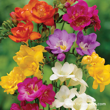 Mixed Freesia Value Pack