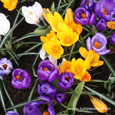 Mixed Giant Crocus 