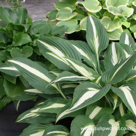 Mixed Hosta Super Pack