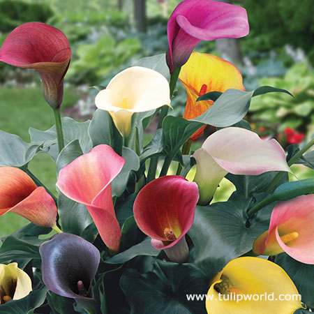 Mixed Hybrid Calla Lily Super Pack 