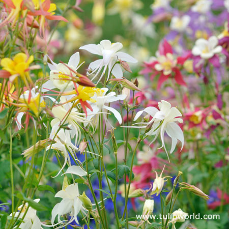 Mixed McKana Hybrid Columbine