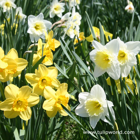 Mixed Naturalizing Daffodils Jumbo Bag 