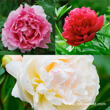 Mixed Peonies 