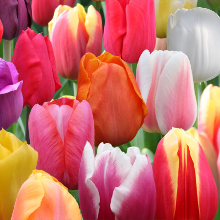 Mixed Perennial Tulips Super Pack 