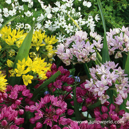 Mixed Small Allium 