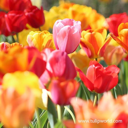 https://www.tulipworld.com/Shared/Images/Product/Mixed-Triumph-Tulip-Jumbo-Bag/38312-mixed-triumph-tulip-jumbo-bag.jpg