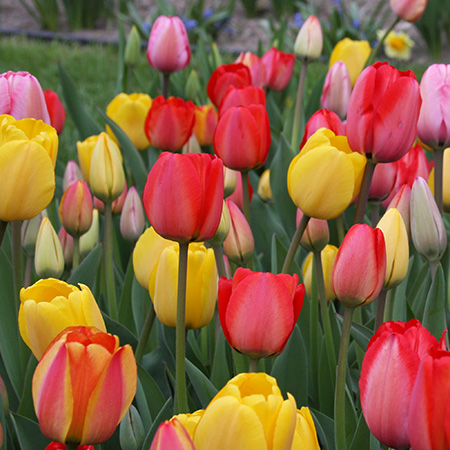 https://www.tulipworld.com/Shared/Images/Product/Mixed-Triumph-Tulips-50-bulbs/38312.jpg