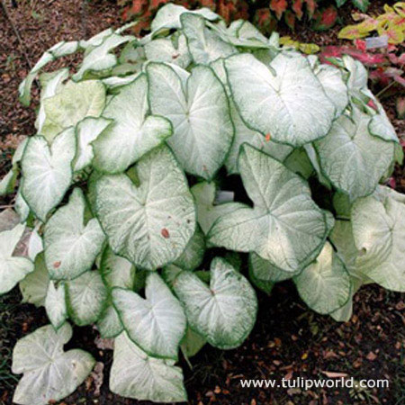 Moonlight Caladium 