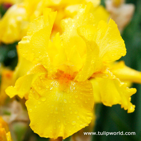 Mostest Bearded Iris