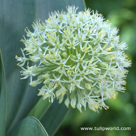 Mount Everest Allium 