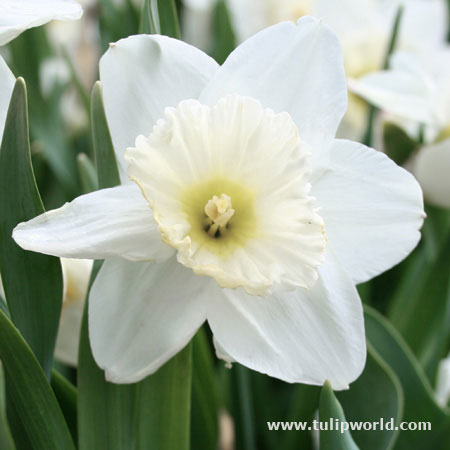 Mount Hood Daffodil