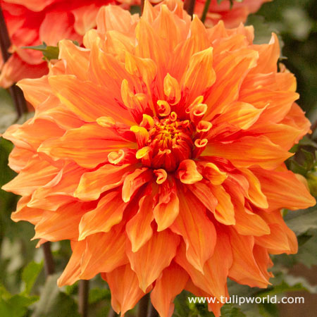 Mrs. Eileen Dinnerplate Dahlia 