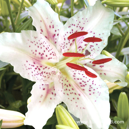 Muscadet Oriental Lilies Jumbo Pack 