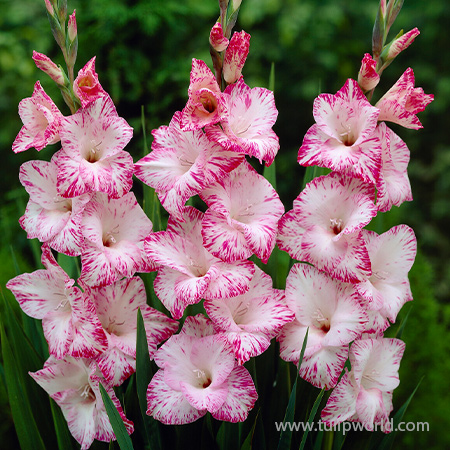 My Love Gladiolus