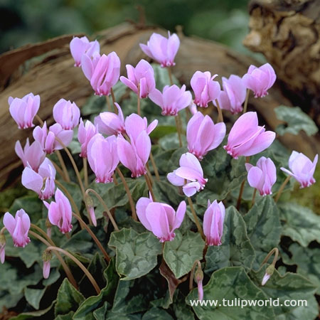 Neopolitanum Cyclamen 