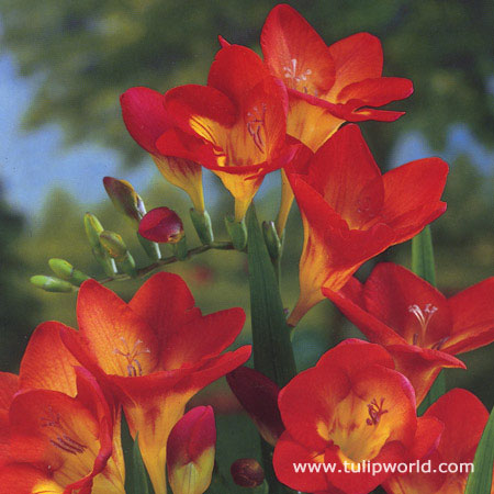 Oberon Freesia