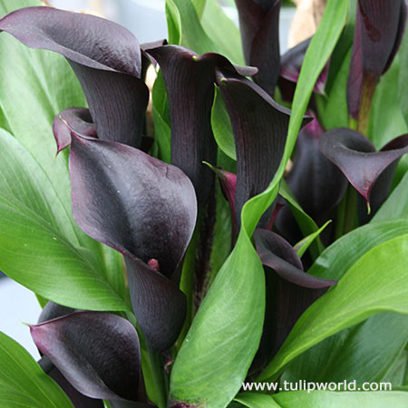 Odessa Calla Lily 