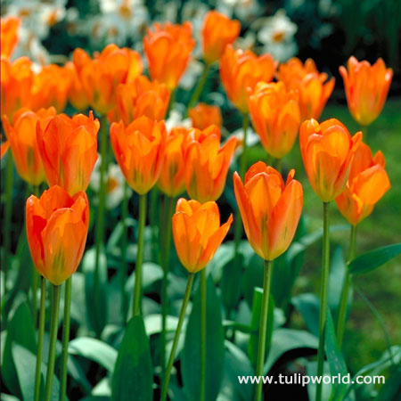 Orange Brilliant Tulip Value Bag 