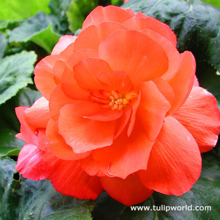 Orange Double Begonia