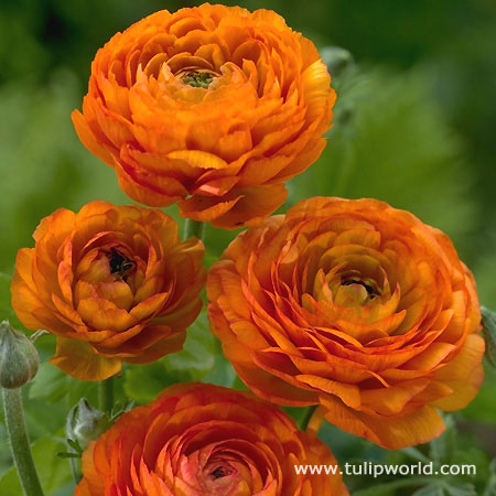 Orange Ranunculus