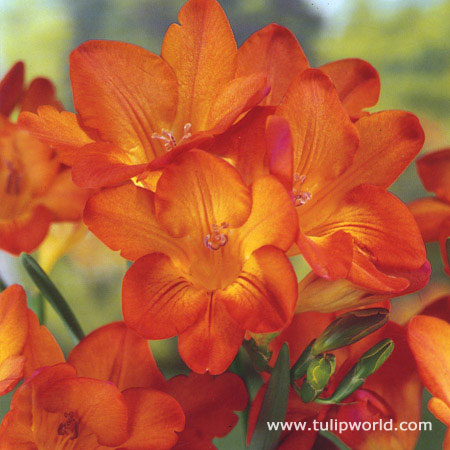 Orange Wonder Freesia 