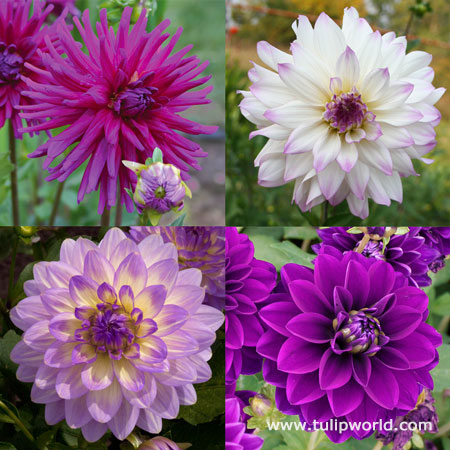 Orchid Visions Dahlia Collection