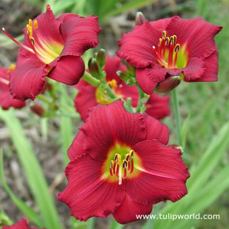 Pardon Me Daylily 