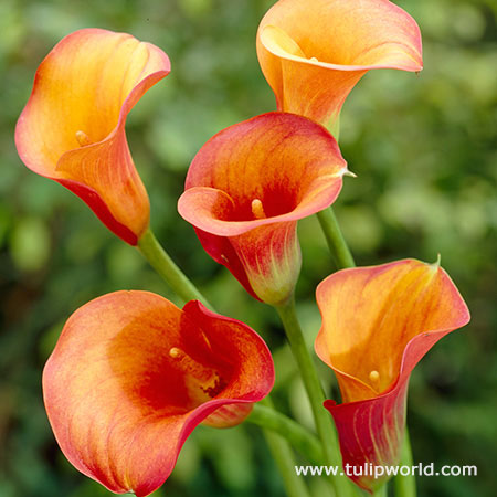 Passion Fruit Calla Lily 