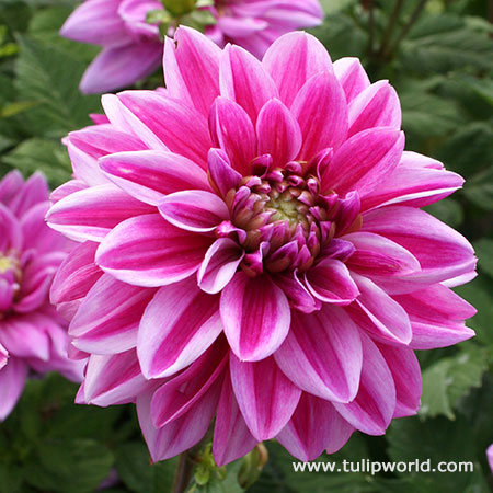 Patriot Dahlia 