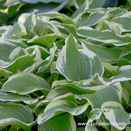 Patriot Hosta 