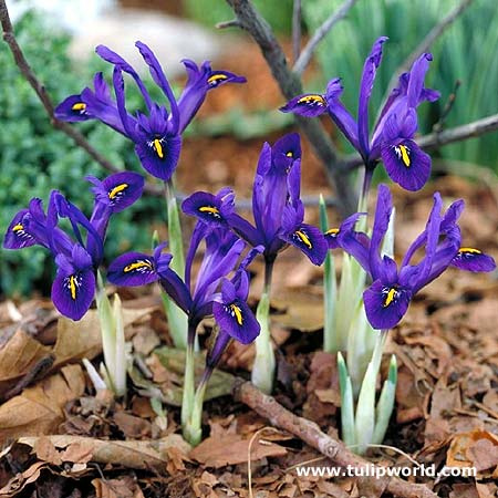 Pauline or Violet Beauty Reticulata Iris 