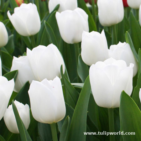 Pays Bas Triumph Tulip Value Pack