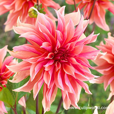 Penhill Dark Monarch Dahlia 