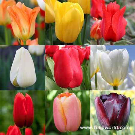 Perennial Tulip Collection