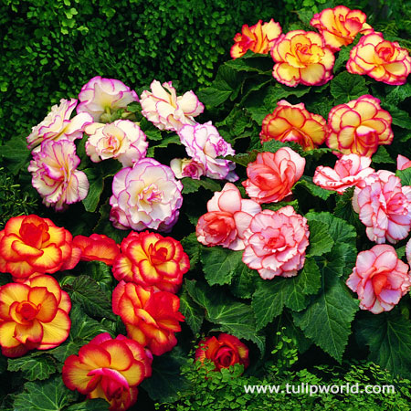 Picotee Begonias Mixed Super Pack