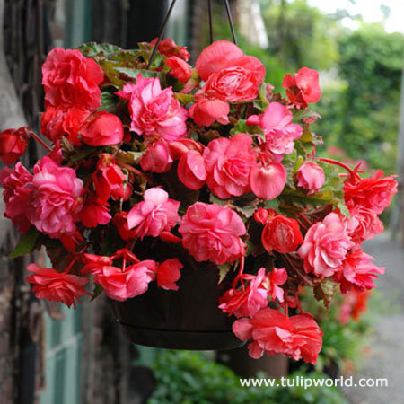 Pink Delight Fragrant Begonia 