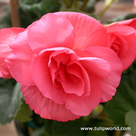 Pink Double Begonia