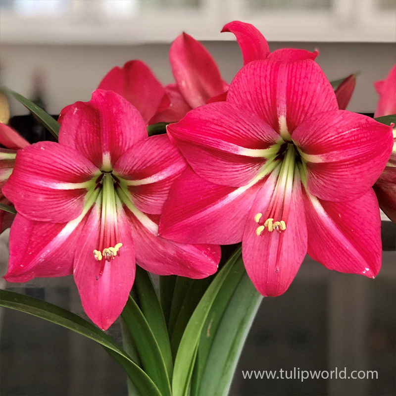 Pink Flush Amaryllis