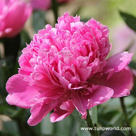 Pink Peony 