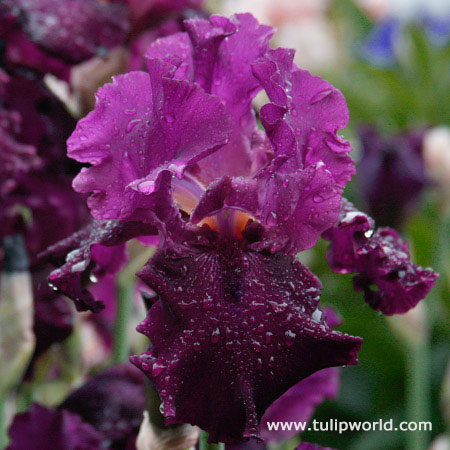 Plum Fun Bearded Iris 