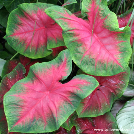 Postman Joyner Caladium 