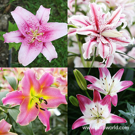 (10) Large Flowering Stargazer Lily Bulbs. Pink Oriental Lily, Beautiful  Perennial for Any Garden, Seeds*Bulbs*Plants*&More