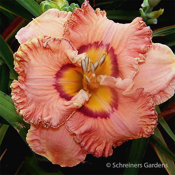 Prickly Sensation Daylily