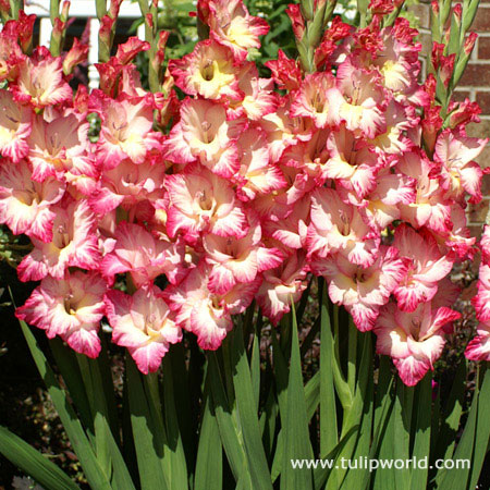 Priscilla Gladiolus 