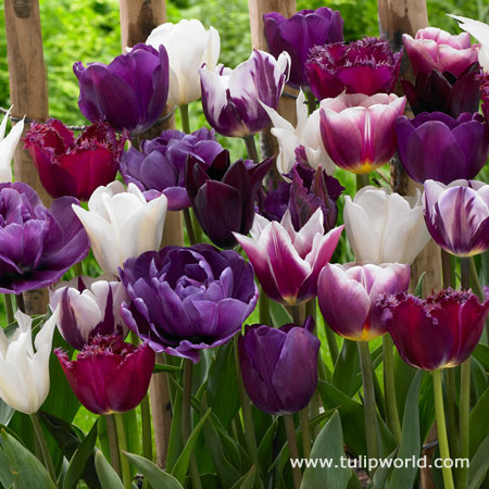 Purple Blend Tulip Mixture 