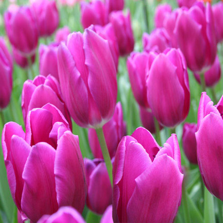 Purple Bulk Landscape Tulips 500/crate 