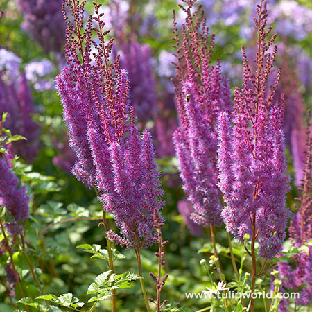 Purple Candles Astilbe 